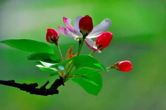 含有海棠花的15首唯美诗_关于海棠的诗歌