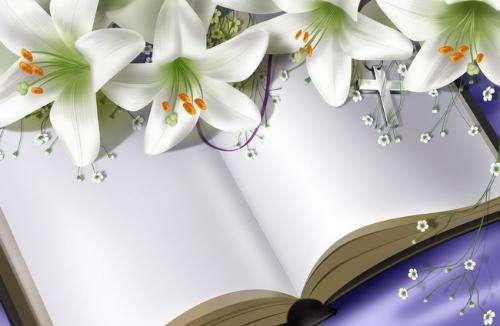 白百合花的花语和寓意_白色的百合花代表什么