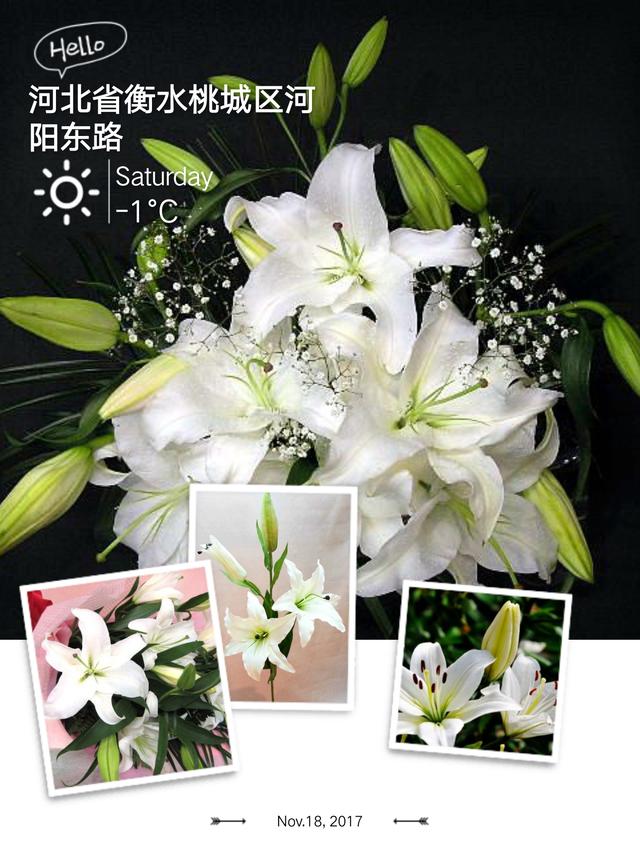 白百合花的花语和寓意_白色的百合花代表什么  第2张