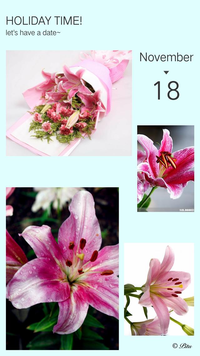 白百合花的花语和寓意_白色的百合花代表什么  第3张