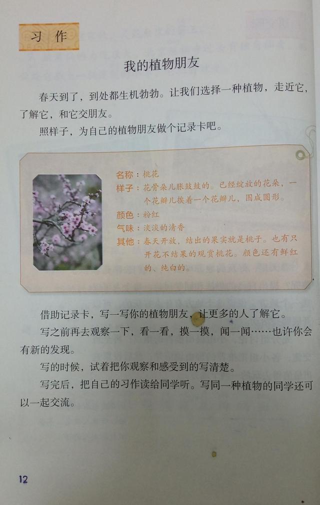描写柳树外貌的句子-松树的特点和外貌描写  第1张