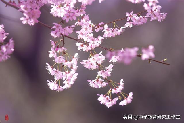 赞美海棠的10首唯美诗句_喜欢海棠花的名人  第1张