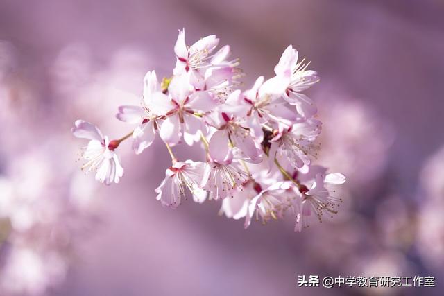 赞美海棠的10首唯美诗句_喜欢海棠花的名人  第2张