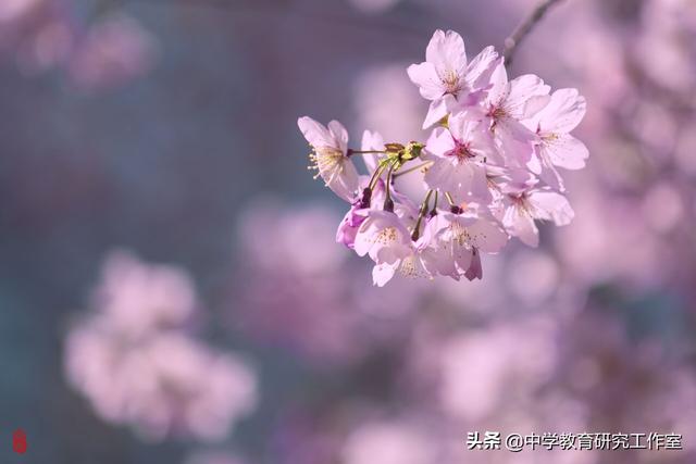 赞美海棠的10首唯美诗句_喜欢海棠花的名人  第4张