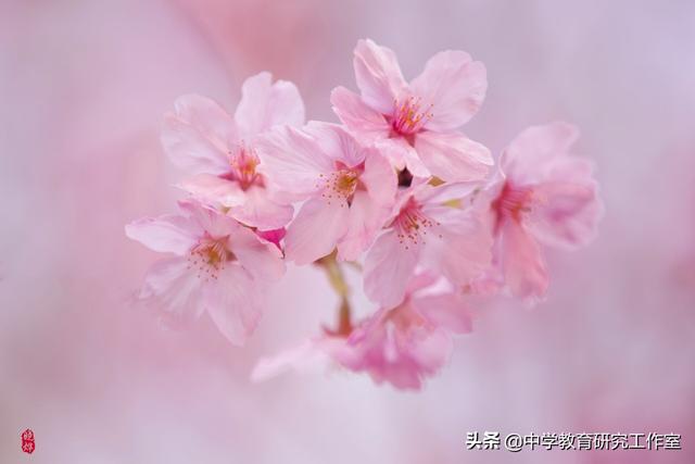 赞美海棠的10首唯美诗句_喜欢海棠花的名人  第5张
