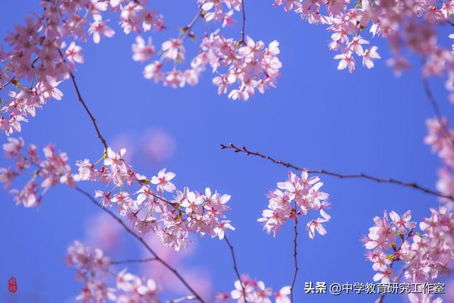 赞美海棠的10首唯美诗句_喜欢海棠花的名人  第6张