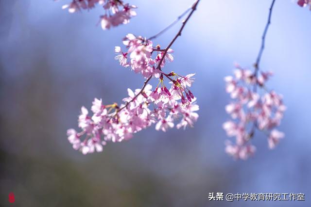 赞美海棠的10首唯美诗句_喜欢海棠花的名人  第8张