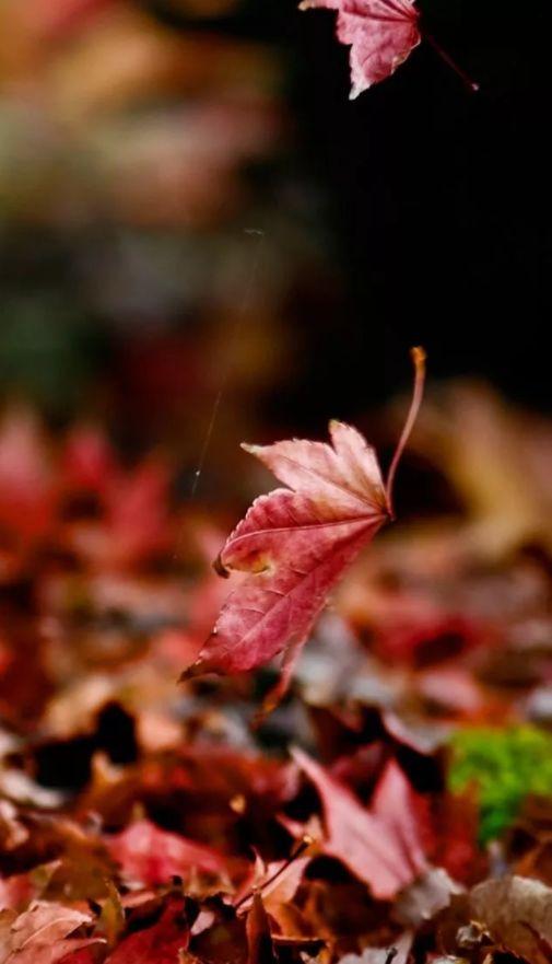 秋叶的诗句有哪些-形容秋叶的美景的诗句  第5张
