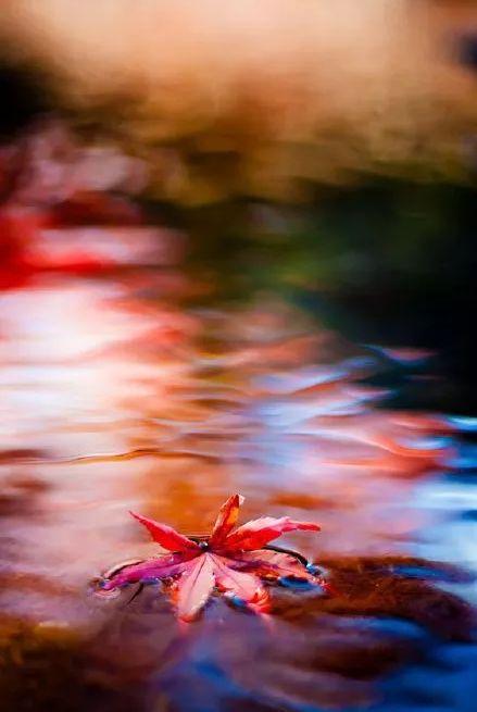 秋叶的诗句有哪些-形容秋叶的美景的诗句  第7张