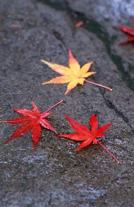 秋叶的诗句有哪些-形容秋叶的美景的诗句  第9张
