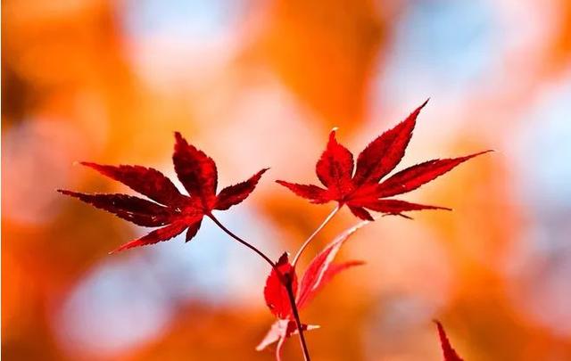 秋叶的诗句有哪些-形容秋叶的美景的诗句  第15张