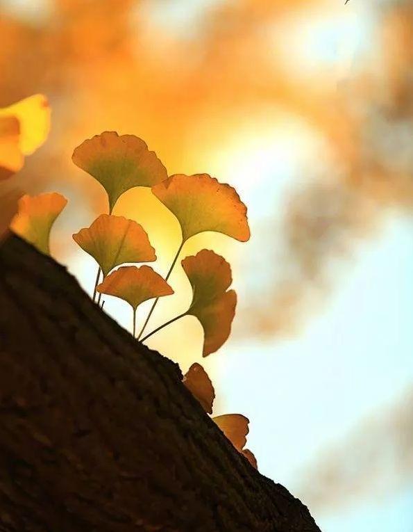 秋叶的诗句有哪些-形容秋叶的美景的诗句  第19张