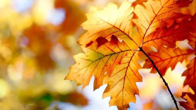 秋叶的诗句有哪些-形容秋叶的美景的诗句  第21张