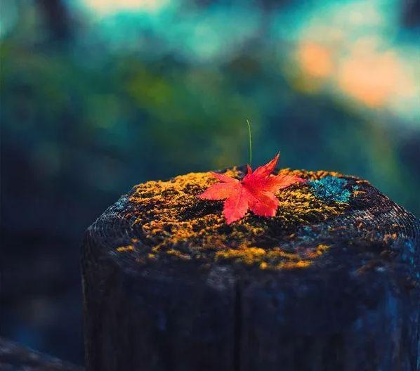 秋叶的诗句有哪些-形容秋叶的美景的诗句  第25张