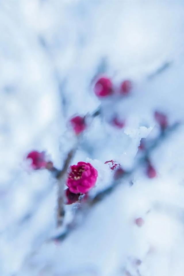 关于雪的优美诗句-关于雪的优美诗句带有雪字的  第25张