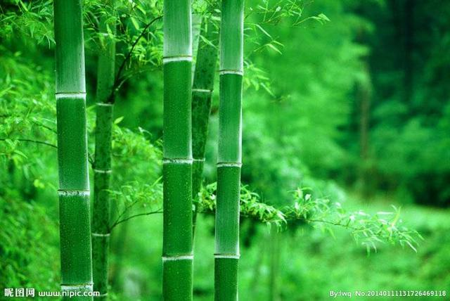 10首竹子的励志古诗-描写竹子的古诗大全300首  第1张