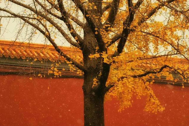 写秋天下雨的诗句_形容秋天下雨的诗句唯美  第4张