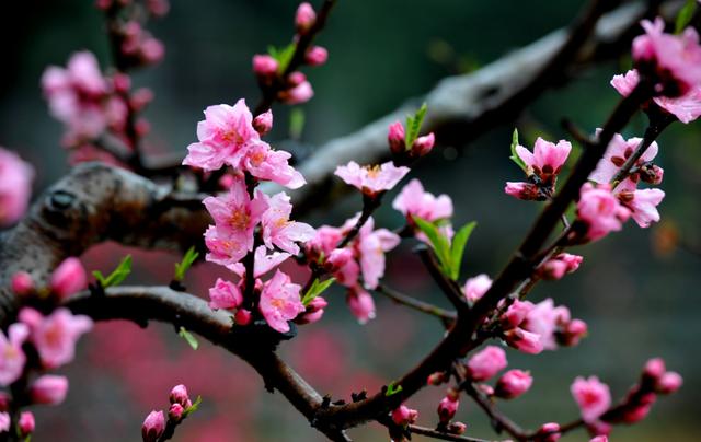赞美春天百花盛开的诗句-赞美春天桃花盛开的诗句  第7张