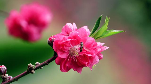赞美春天百花盛开的诗句-赞美春天桃花盛开的诗句  第23张
