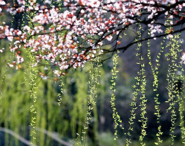 阳春三月的美景诗句-阳春三月的美景诗句和低落的心情  第7张