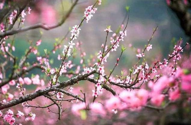 阳春三月的美景诗句-阳春三月的美景诗句和低落的心情  第23张