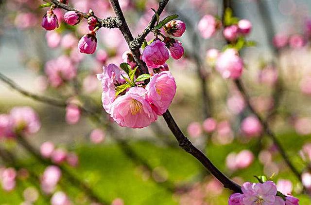阳春三月的美景诗句-阳春三月的美景诗句和低落的心情  第25张
