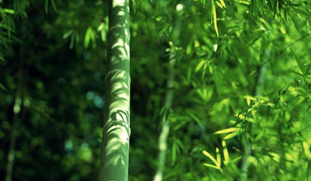 关于竹子的诗句有哪些-关于竹子的诗句古诗  第11张