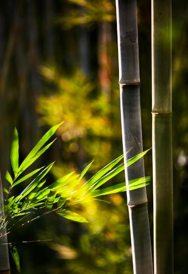 关于竹子的诗句有哪些-关于竹子的诗句古诗  第15张