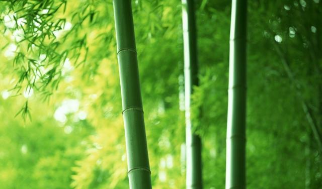 关于竹子的诗句有哪些-关于竹子的诗句古诗  第17张