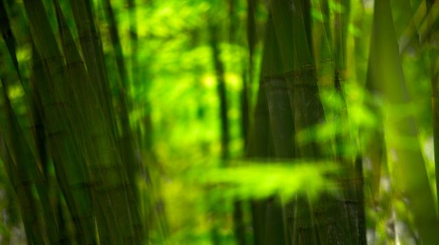 关于竹子的诗句有哪些-关于竹子的诗句古诗  第19张