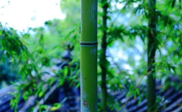 关于竹子的诗句有哪些-关于竹子的诗句古诗  第23张
