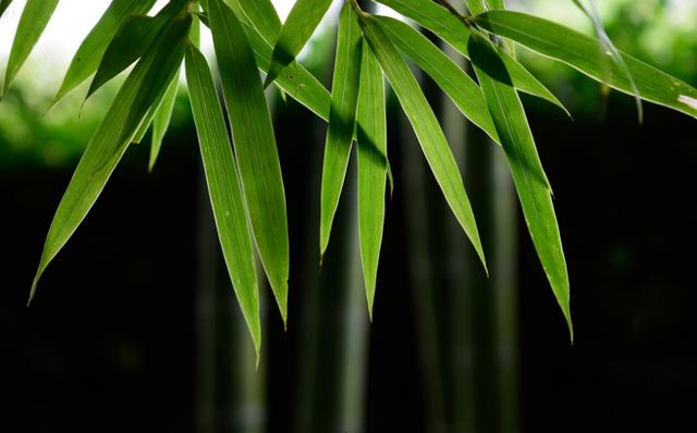 关于竹子的诗句有哪些-关于竹子的诗句古诗  第29张