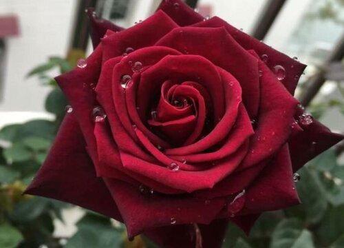 关于玫瑰的诗句(关于玫瑰的诗句或名言)  第3张