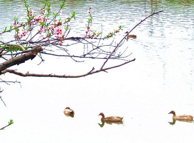 描写鸭子在水中游的诗文赏析-描写鸭子在水中嬉戏的句子  第16张