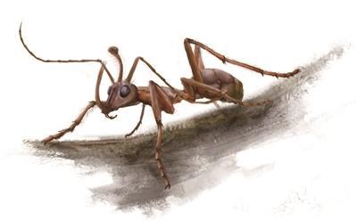 蚂蚁的特点和生活特征和外形-蚂蚁的外形特点和生活特征作文  第5张
