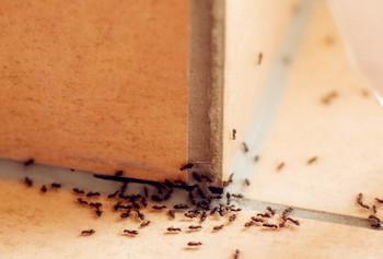 蚂蚁的特点和生活特征和外形-蚂蚁的外形特点和生活特征作文  第6张