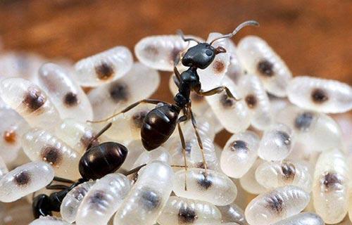 蚂蚁的特点和生活特征和外形-蚂蚁的外形特点和生活特征作文  第12张