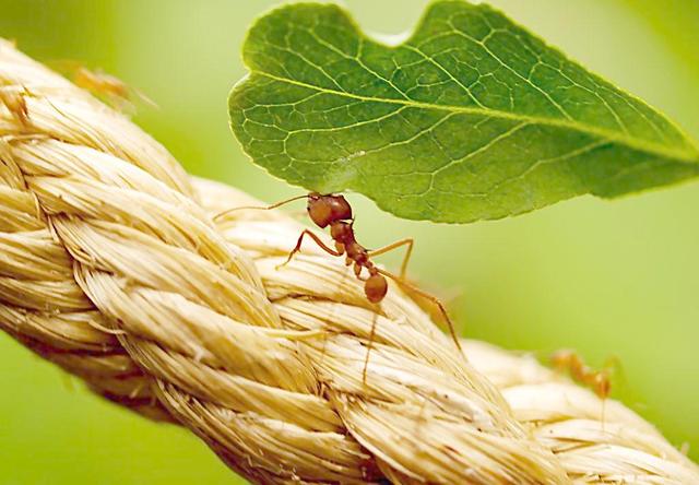 蚂蚁的特点和生活特征和外形-蚂蚁的外形特点和生活特征作文  第13张