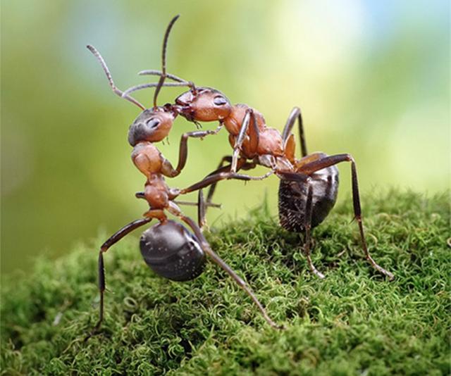 蚂蚁的特点和生活特征和外形-蚂蚁的外形特点和生活特征作文  第16张