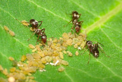 蚂蚁的特点和生活特征和外形-蚂蚁的外形特点和生活特征作文  第19张