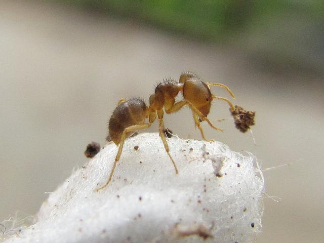 蚂蚁的特点和生活特征和外形-蚂蚁的外形特点和生活特征作文  第22张