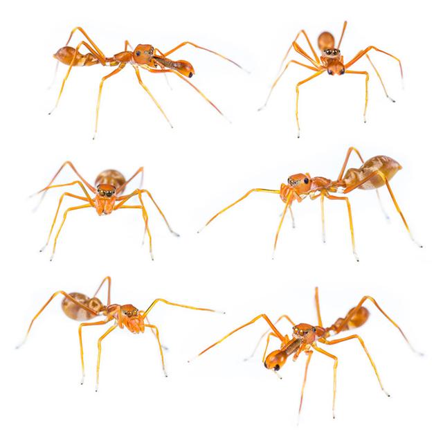 蚂蚁的特点和生活特征和外形-蚂蚁的外形特点和生活特征作文  第23张
