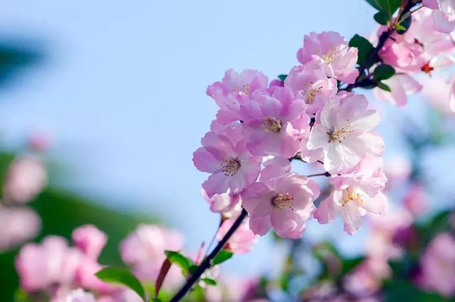 描写海棠花之美的18首古诗_关于海棠花的古诗  第19张