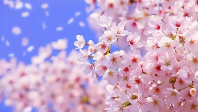 有关樱花的诗句有哪些-有关樱花的诗句或优美的句子  第9张