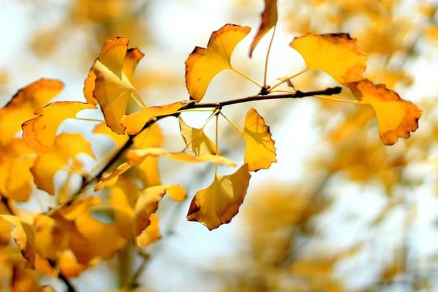 关于秋天的诗句分享_关于秋天的诗句五言绝句  第2张