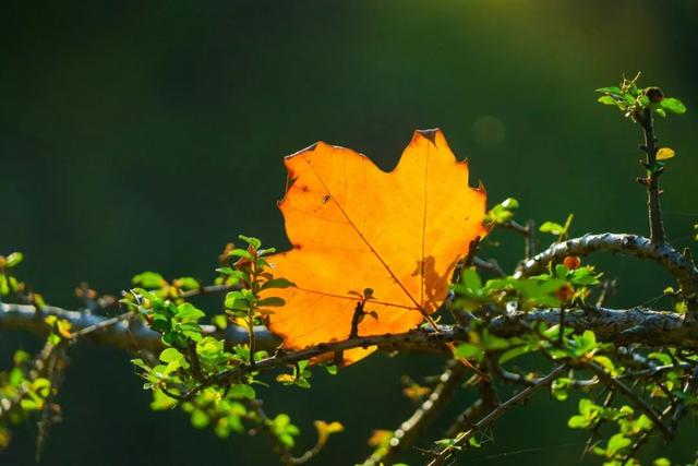 关于秋天的诗句分享_关于秋天的诗句五言绝句  第4张