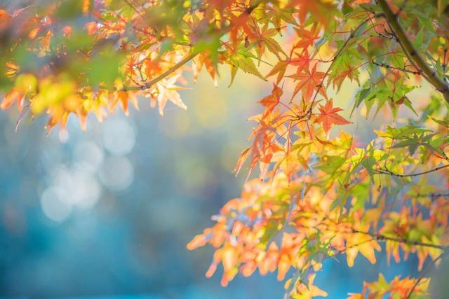 关于秋天的诗句分享_关于秋天的诗句五言绝句  第7张