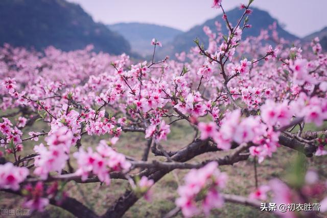 桃花开的季节诗句-桃花开的季节是几月份  第3张