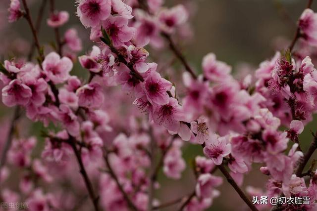 桃花开的季节诗句-桃花开的季节是几月份  第4张